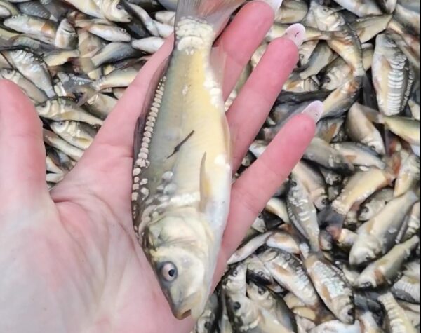 Хмільник Онлайн