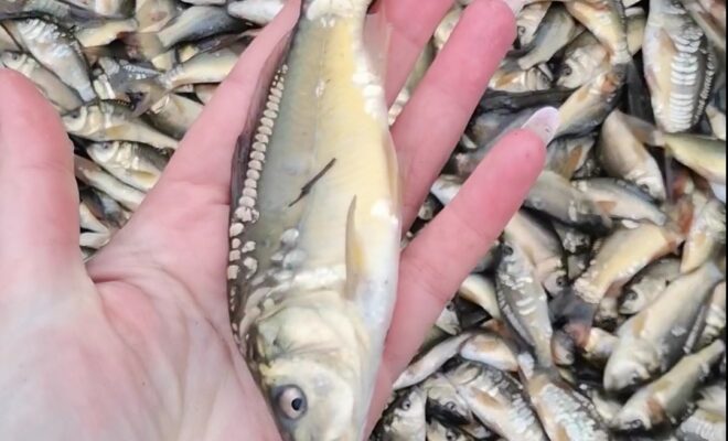 Хмільник Онлайн